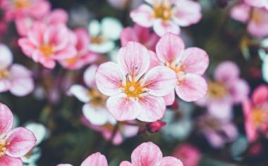 Jarní květy: Zjistěte, které jsou bezpečně jedlé a jak je využít