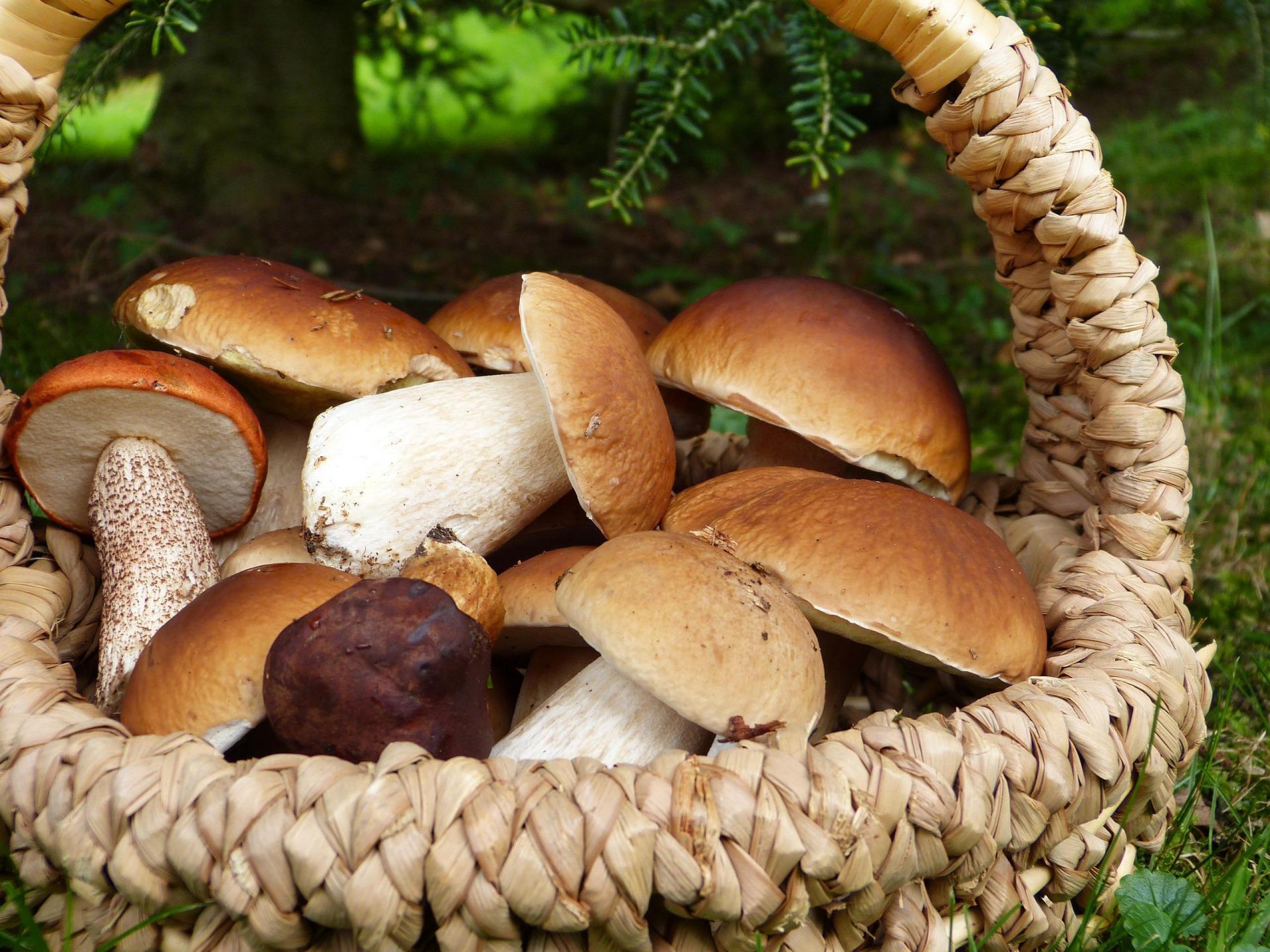 Jak skladovat čerstvé houby?