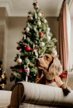 pes a vánoční stromek
