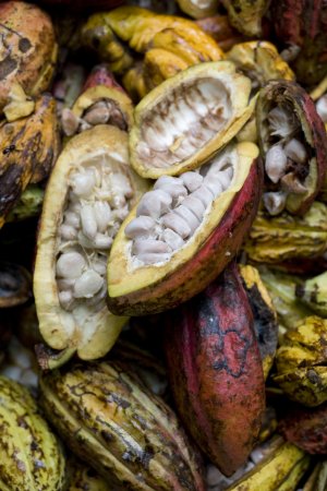 nakrájené kakaové boby