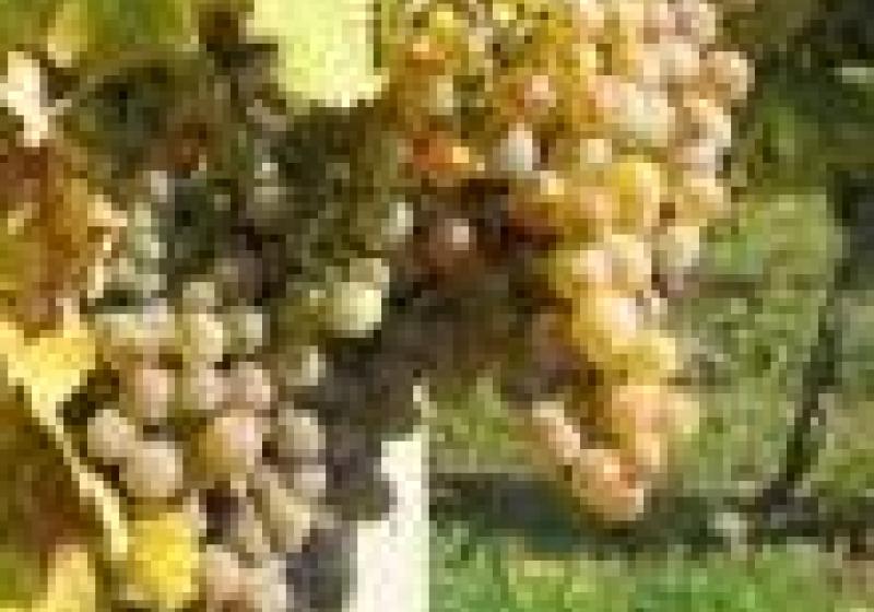 Degustace moravského vína v Brušperku