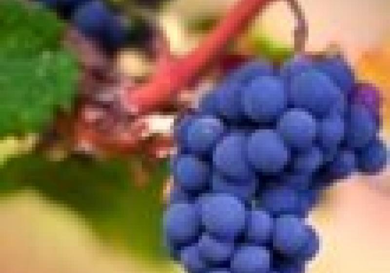 Vinaři neznají původ hroznů, vína stahují z oběhu