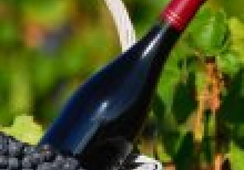 Vinařský svátek beaujolais nouveau se blíží!