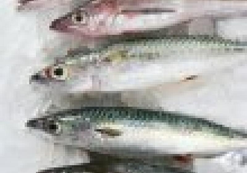 Kam o víkendu: Karlínský rybí trh