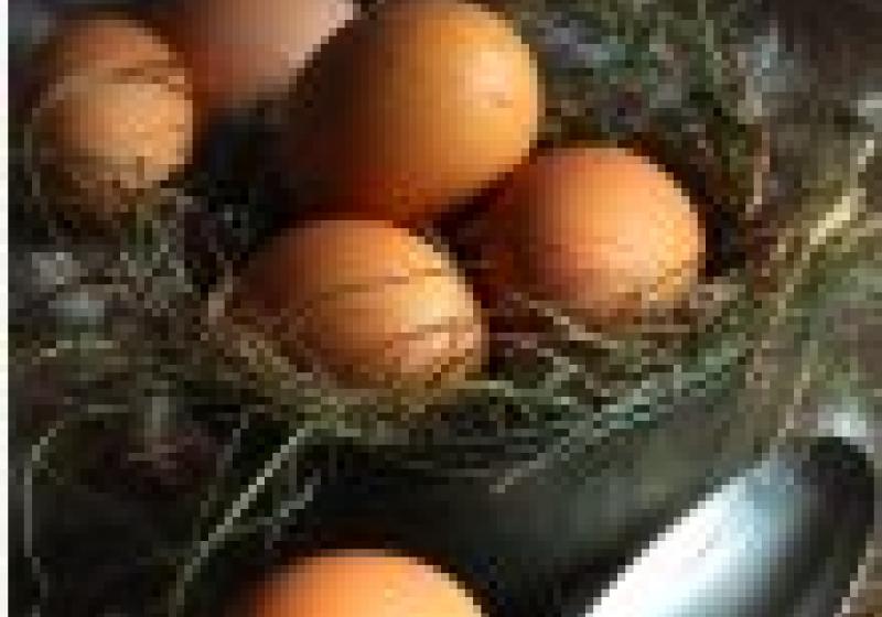 Otázka & odpověď: nákup vajec