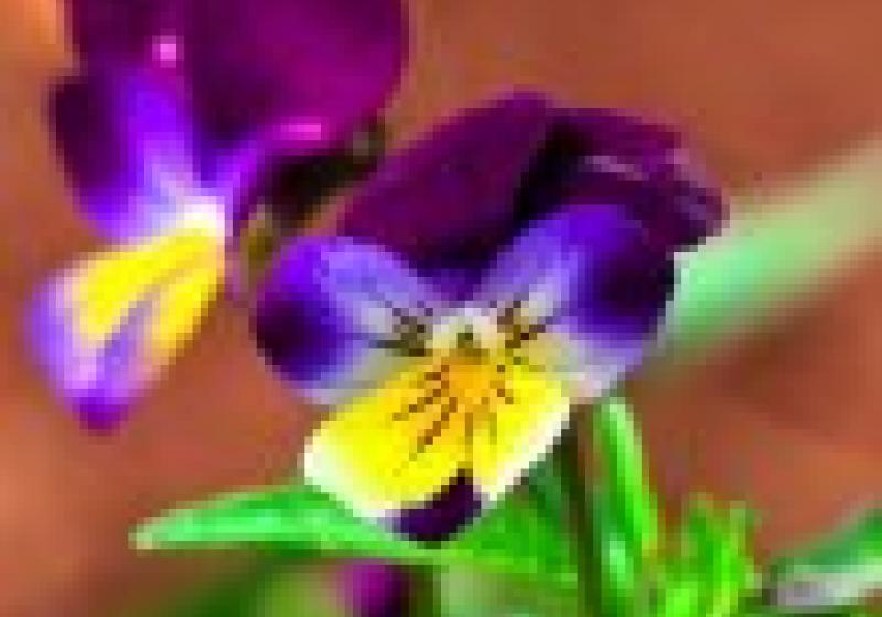 Jedlé květiny: violky