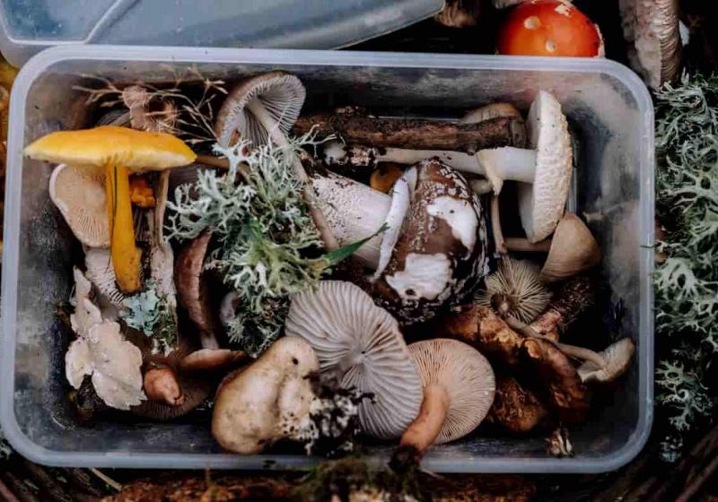 5 prověřených způsobů, jak doma sušit houby