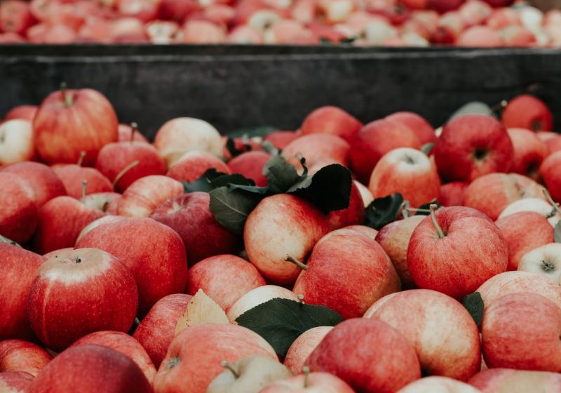 Pravidla moštárny aneb Jak na domácí jablečný mošt?