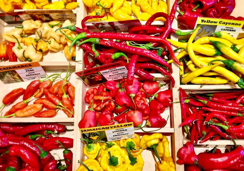 Chilli rekordy: nejpálivější odrůdy i soutěže v pojídání cpapriček