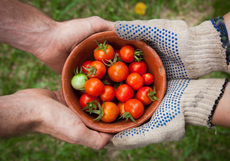 Jaké druhy rajčat existují a jak je můžete využít v kuchyni?