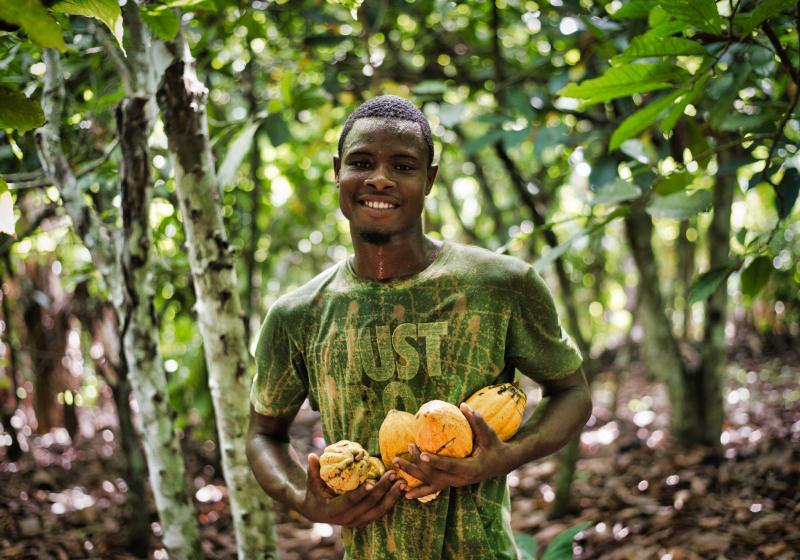 Sklízení kakaových bobů