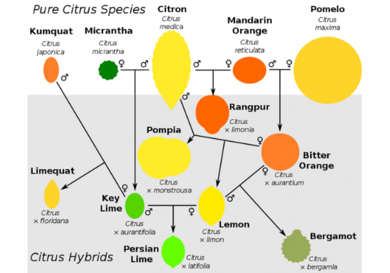 Křížení citrusů
