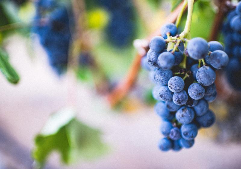Menu k vinobraní: 5 receptů s hroznovým vínem