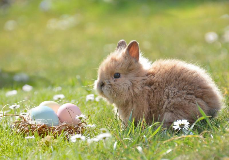 velikonoční zajíček a vajíčka