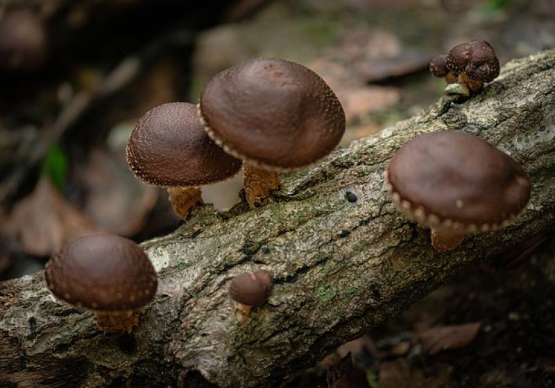 Exotické houby a jak s nimi naložit