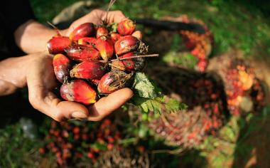 Palmový olej: Proč je tak levný a kontroverzní zároveň?