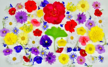 Jarní louka na talíři: Zpestřete si pokrm jedlými květy