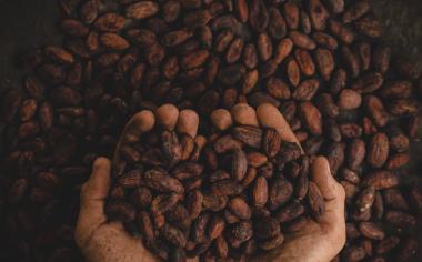 Kakaové boby – pochoutka s tradicí dlouhou 3 tisíce let