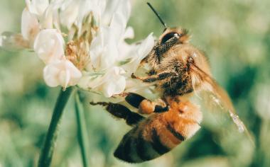 Nejzkoumanější zvíře na zemi: Jaký by byl svět bez včel? 