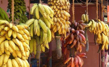 Není banán jako banán: obyčejný, fairtrade nebo bio?