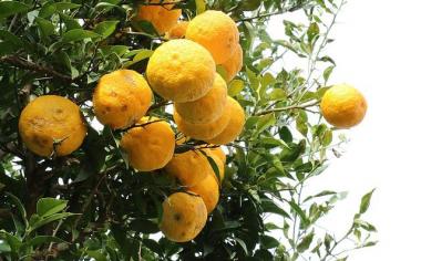 Yuzu: asijský citrus s extra náloží vitaminu C