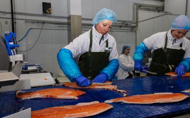Zanedlouho budou ryby trvalou součástí českého jídelníčku. Firma Fjord Bohemia má jasný cíl 