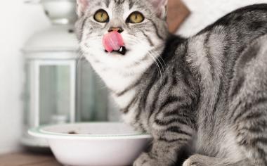Dárky pro zvířátka: 6 receptů na pamlsky, které učarují psům i kočkám