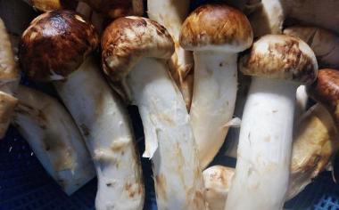 Japonská houba matsutake má v Česku příbuznou. Co připravit z májovek