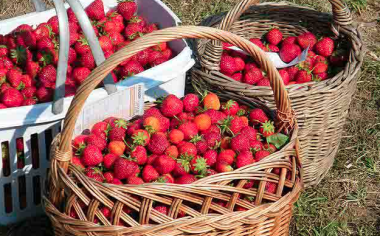 Které rostliny produkují nejchutnější jahody? Karmen je hvězdou každého dortu, sonata se hodí na džem