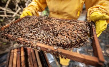 Líbí se vám představa vlastního medu? Staňte se včelařem na zkoušku v Krčském lese