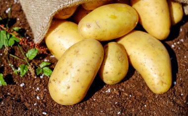 Jak poznáte nové brambory