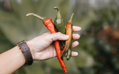 Chilli rekordy: nejpálivější odrůdy i soutěže v pojídání papriček