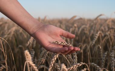 Kamut, rýž či špalda: Po stopách staré pšenice, kterou jedli naši předci i faraoni