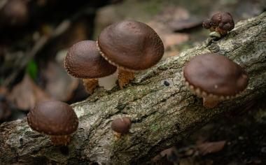 Posilte imunitu exotickými houbami: Enoki nebo shiitake dokážou v těle zázraky